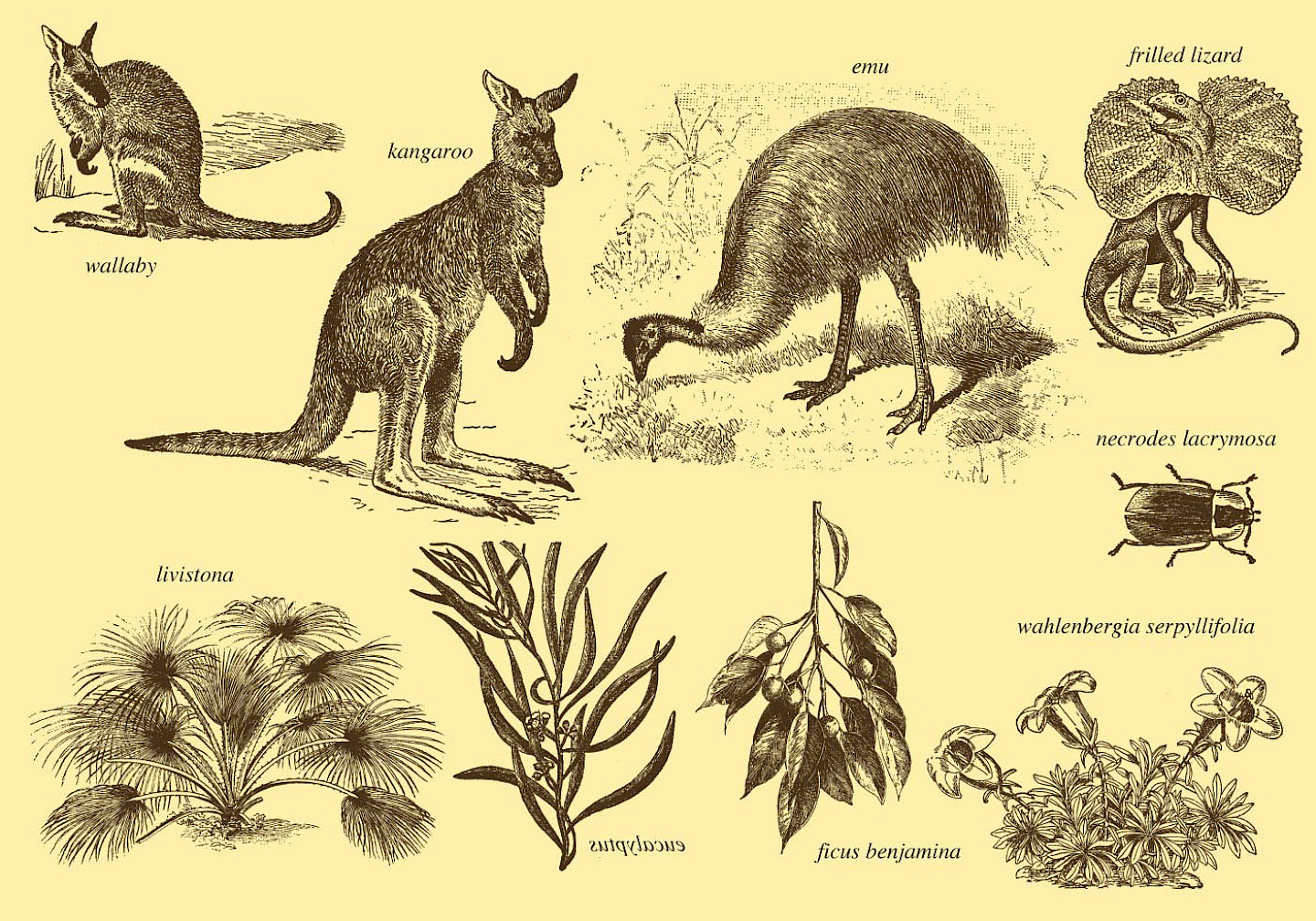 Australien: Evolution, Ökologie und Geographie der Fauna