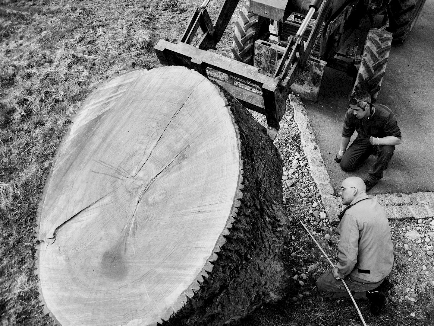 Ernst Gamperl - Das Lebensbaum-Projekt
