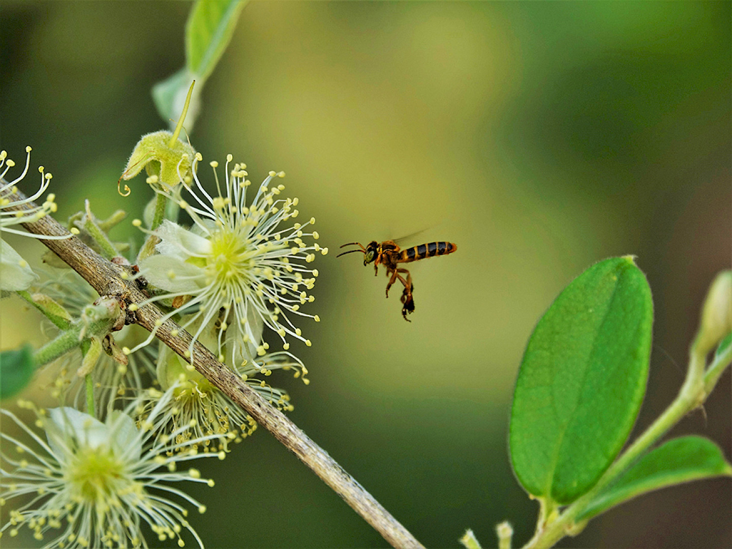 Über das entomologische Wissen von Ayoréode über Bienen und Honig