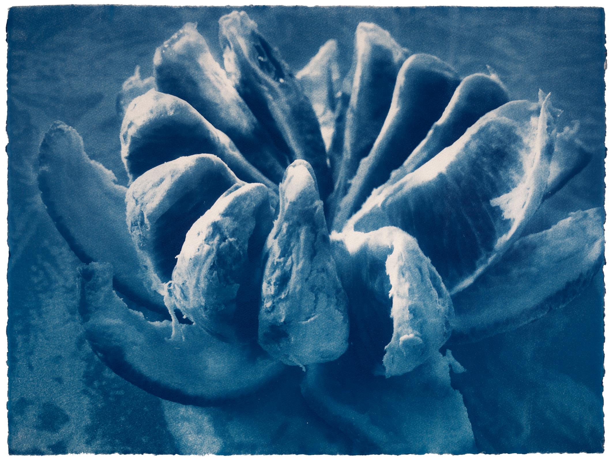 Daniela Keiser 9. Cyanocosmos, Blutorange e, 2020 Cyanotypie, 50 × 66 cm Papier: Velin d’Arches