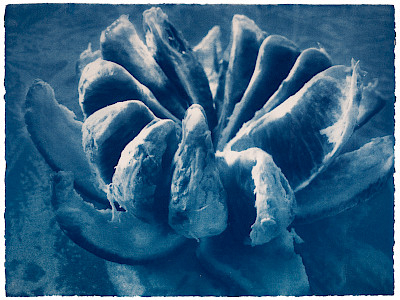 Daniela Keiser 9. Cyanocosmos, Blutorange e, 2020 Cyanotypie, 50 × 66 cm Papier: Velin d’Arches@Daniela Keiser