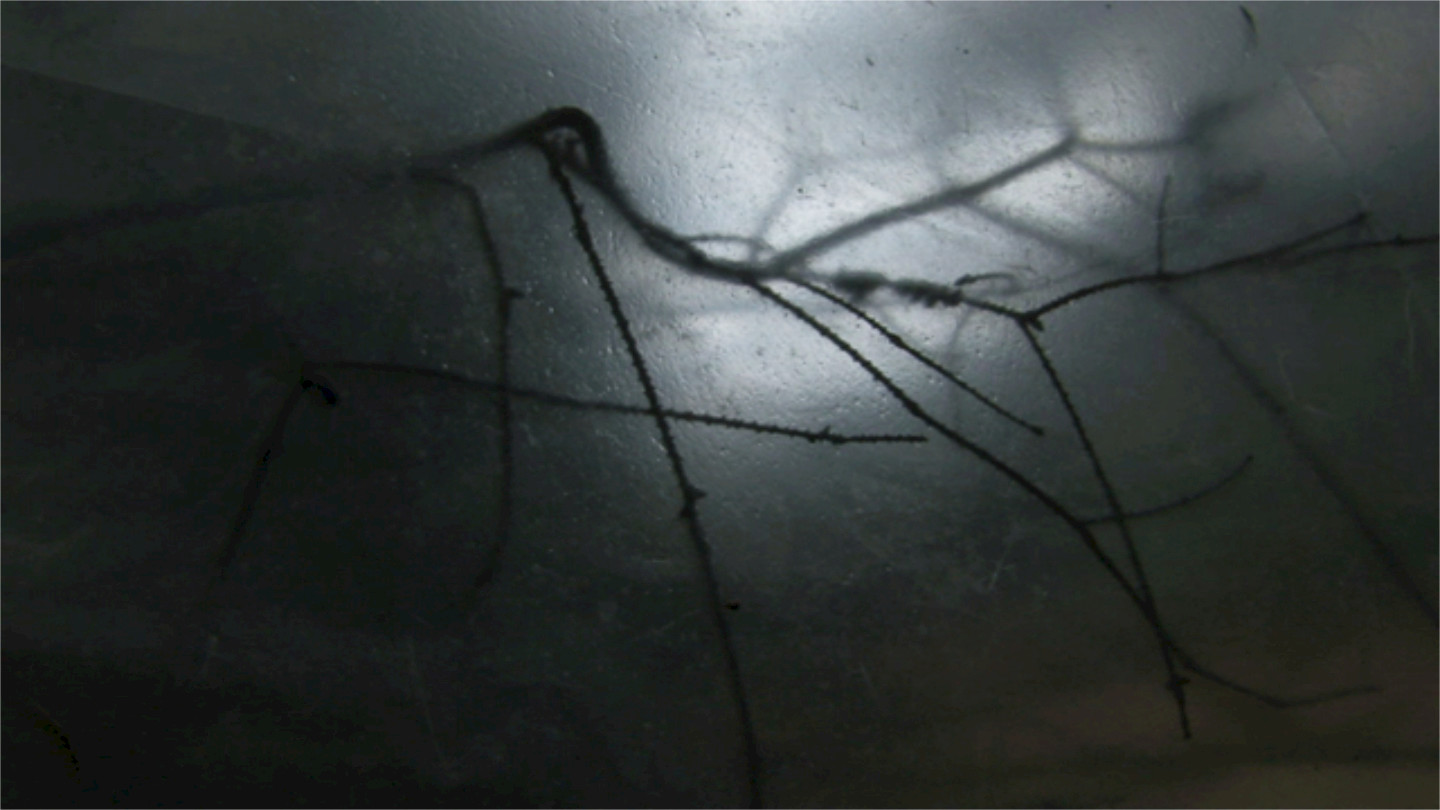 Sound of Insects, Liechti Filmproduktion, 2009.
