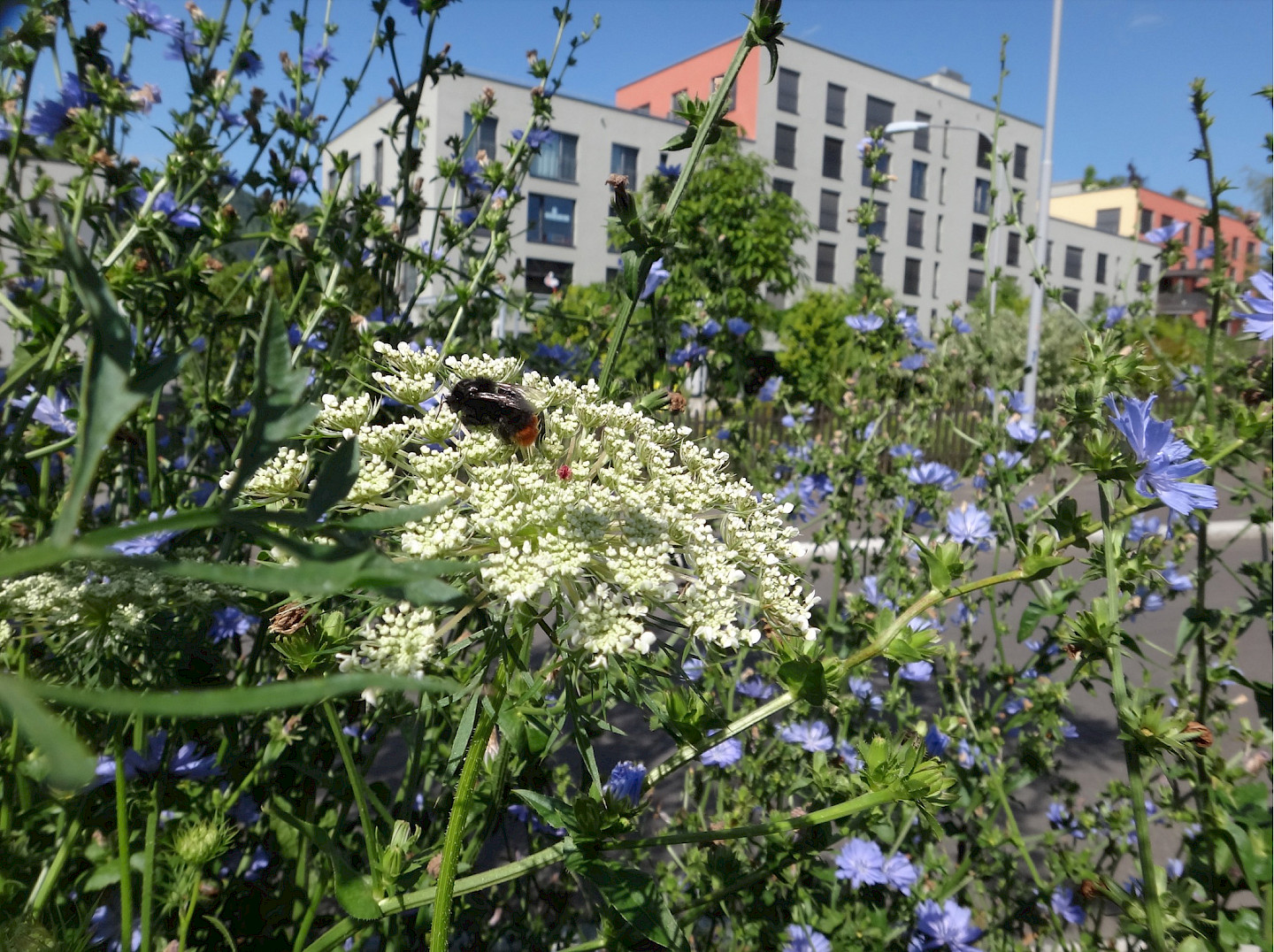 Biodiverses Zürich - mehr Biodiversität in der Stadt