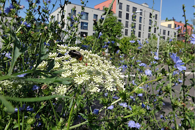 Biodiverses Zürich - mehr Biodiversität in der Stadt