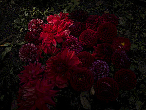©Cig Harvey, Red Dahlias, 2021