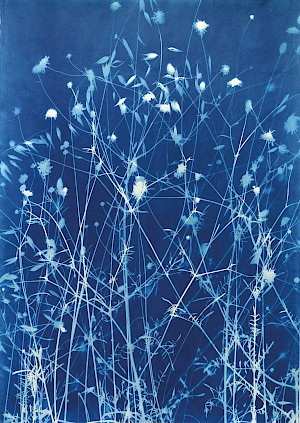 ©Simone Kappeler, Skabiose und Hafergras, 2018
