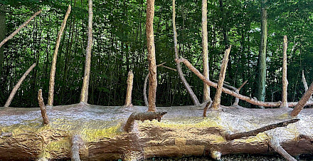 Kupferbaumsuche im Dietiker Wald