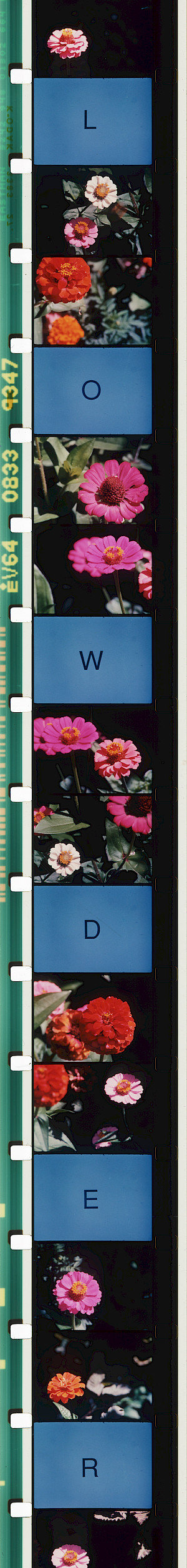 Rose+Lowder%2c+Bouquets+31-40%2c+2014-2022%2c+Courtesy+Light+Cone+%c2%a9+Rose+Lowder