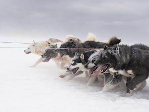 11+Eis+Qaanaaq+DSF0295