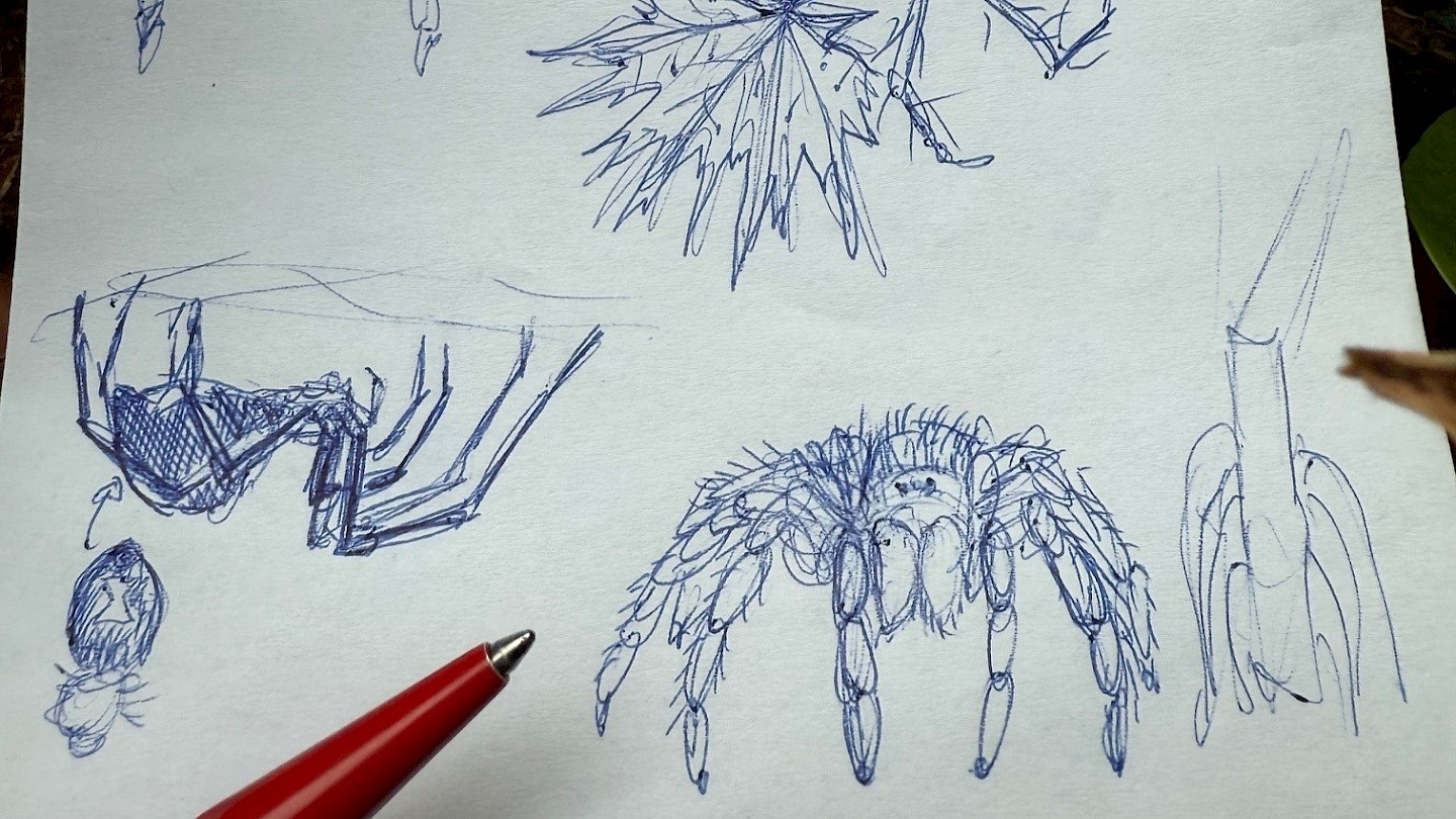 260912+Spinnensketching+Nina+K%c3%bcng