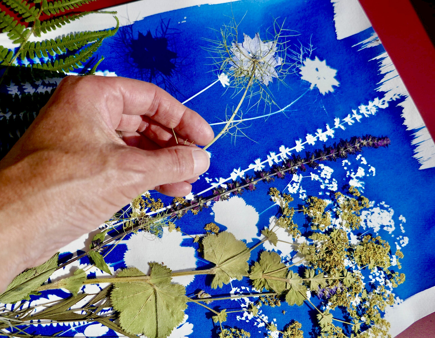 Cyanotypie-Workshop im Floragarten
