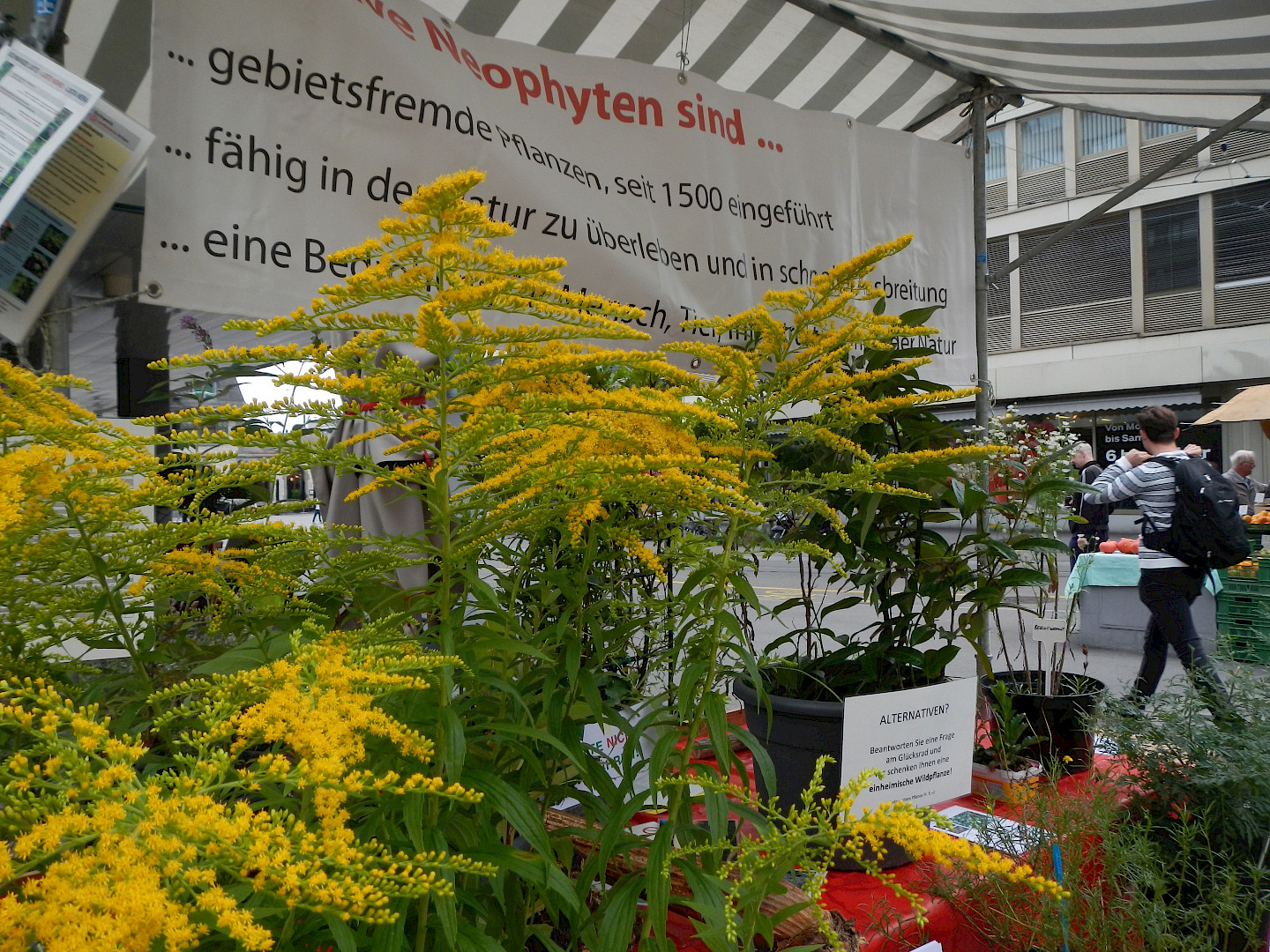 241026+Natur+Liegt+Nahe+Invasive