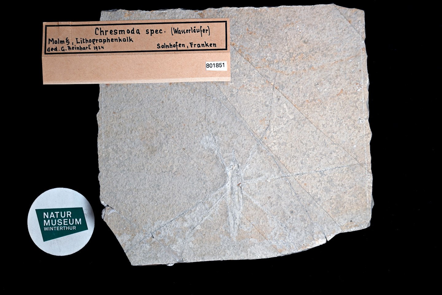 Fossile Krabbler: Eine Erfolgsgeschichte der Evolution