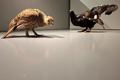 After-work nibbles – On chickens and human cackling...