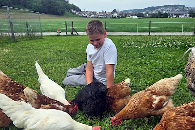 Verstehe die Hühner